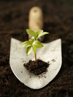 garden shovel with plant growing on dirt in spade