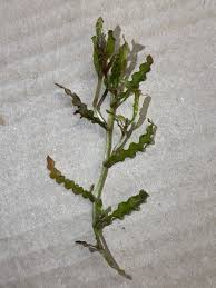 Photo of curly leaf pondweed stalk laying on a gray table