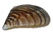 photo of zebra mussel