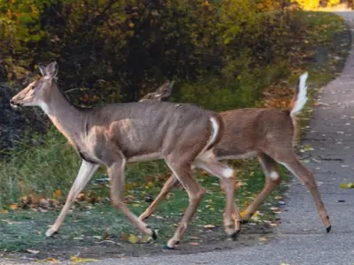 Deer on a path trail in a park