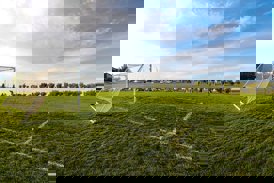 soccer pitch
