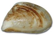 photo of quagga mussel