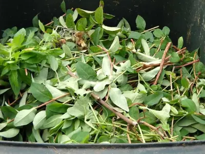 branches and leaves in waste cart