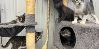 Five kittens indoors in a cat tree