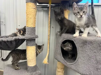 Five kittens indoors in a cat tree